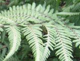 Athyrium nipinicum_Grey ghost